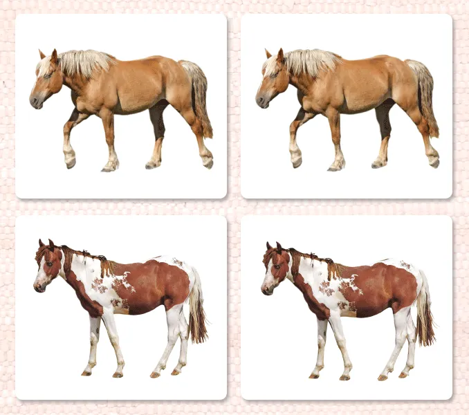 Imperfect Horses (Coat Colors) Matching